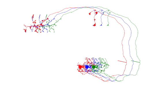 ../_images/morph_analysis_11_0.png