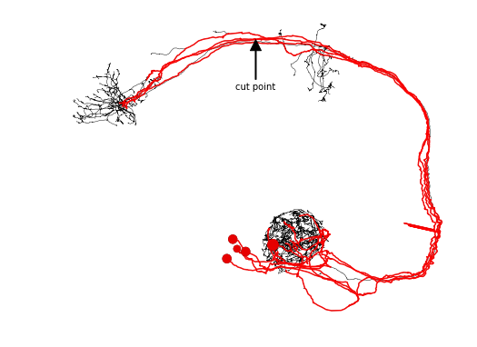../_images/morph_analysis_20_0.png
