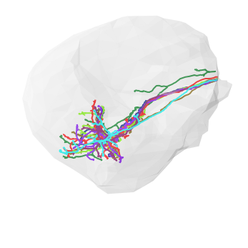 ../_images/morph_analysis_24_0.png